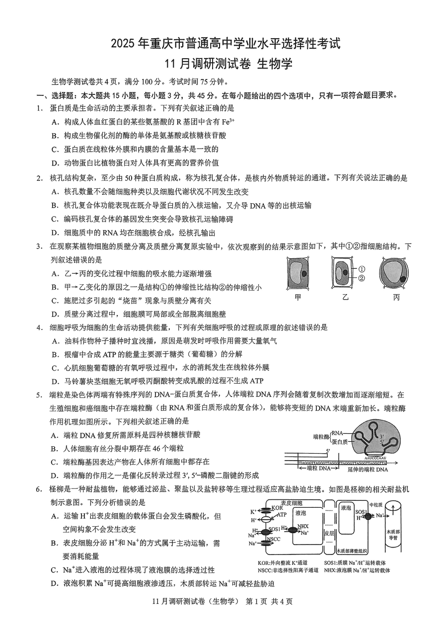 2025届重庆康德零诊高三11月半期考生物试卷及参考答案